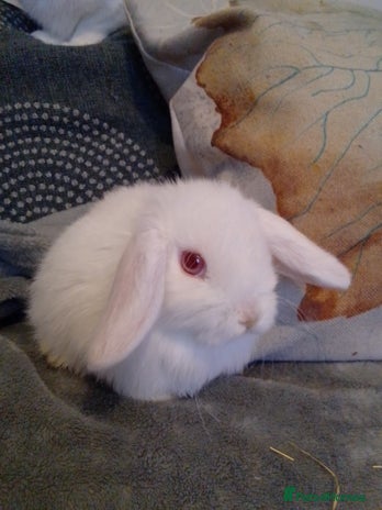 Mini Lop rabbits - Advert 4