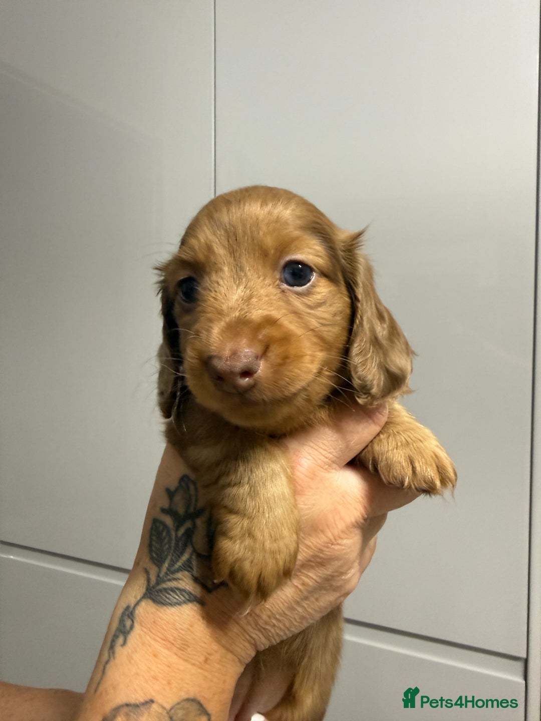 Miniature Dachshund dogs for sale: Beautiful Longhair miniature Dachshund - Image 11