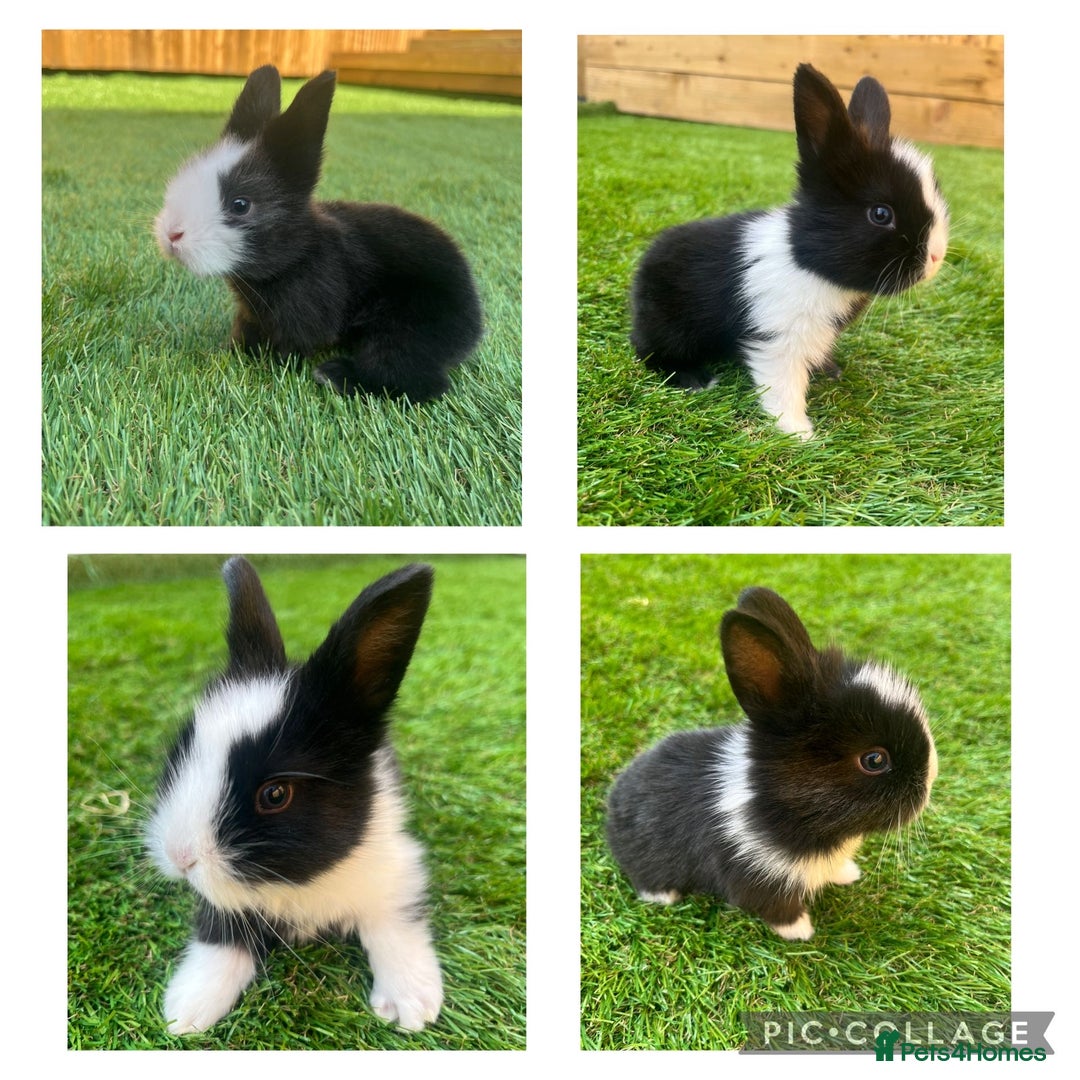 Lionhead rabbits for sale: Lion head rabbits for sale - Image 1