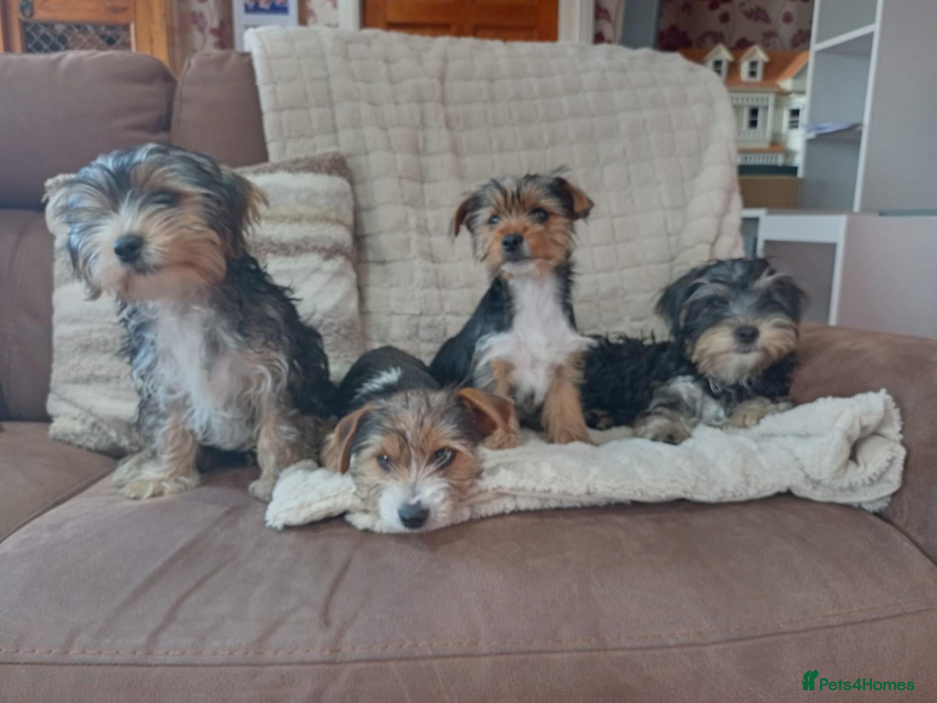 Yorkshire Terrier dogs Yorkshire terrier puppies  - Advert 1