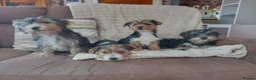 Yorkshire Terrier dogs for sale: Yorkshire terrier puppies  - Advert 1