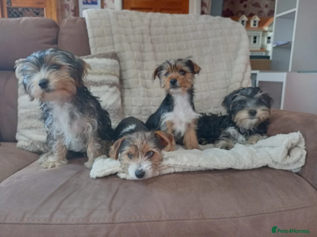 Yorkshire Terrier dogs for sale: Yorkshire terrier puppies  - Advert 1