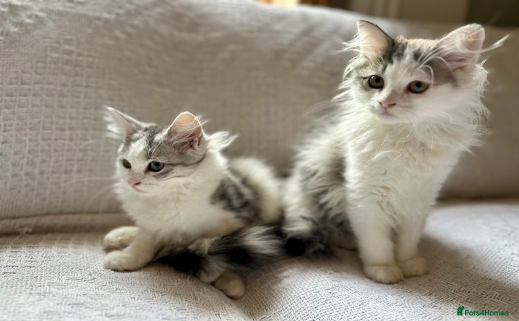 Siberian cats - Advert 15