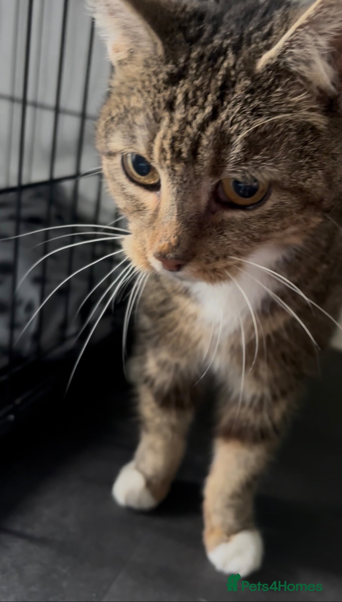 Domestic Shorthair cats LIFE LONG FOSTER NEEDED EAST LONDON ONLY - Advert 1
