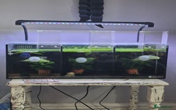 Bettas fish for sale: 3 betta fish with tank aqua one trio  - Image 1