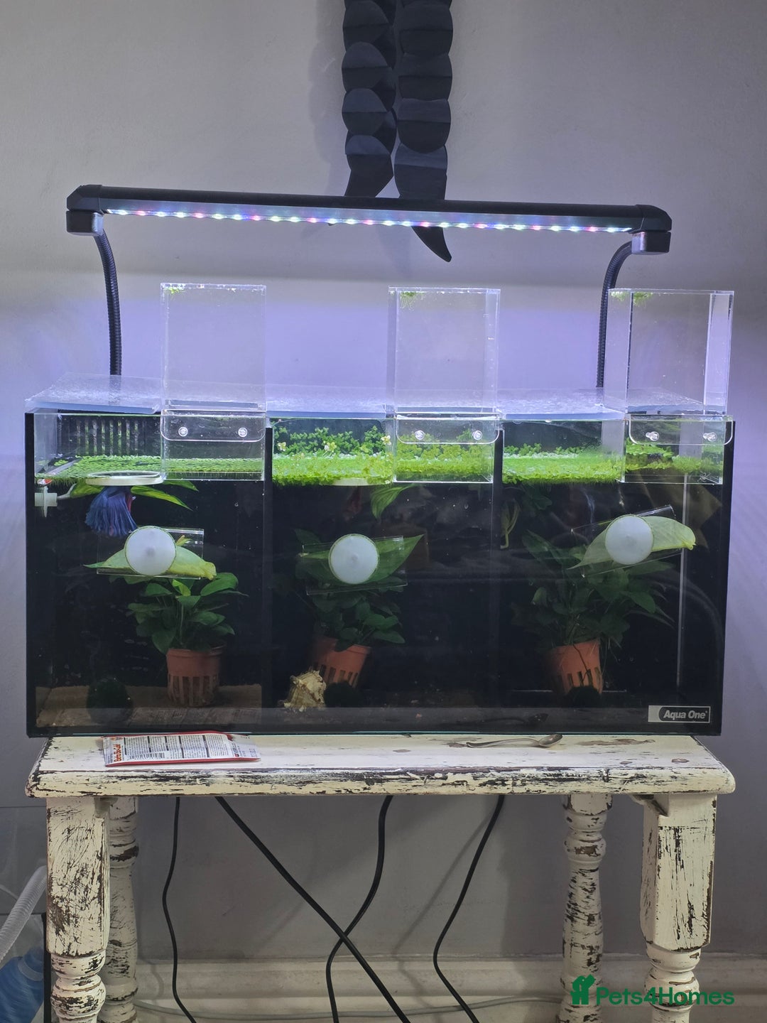Bettas fish for sale: 3 betta fish with tank aqua one trio  - Image 1