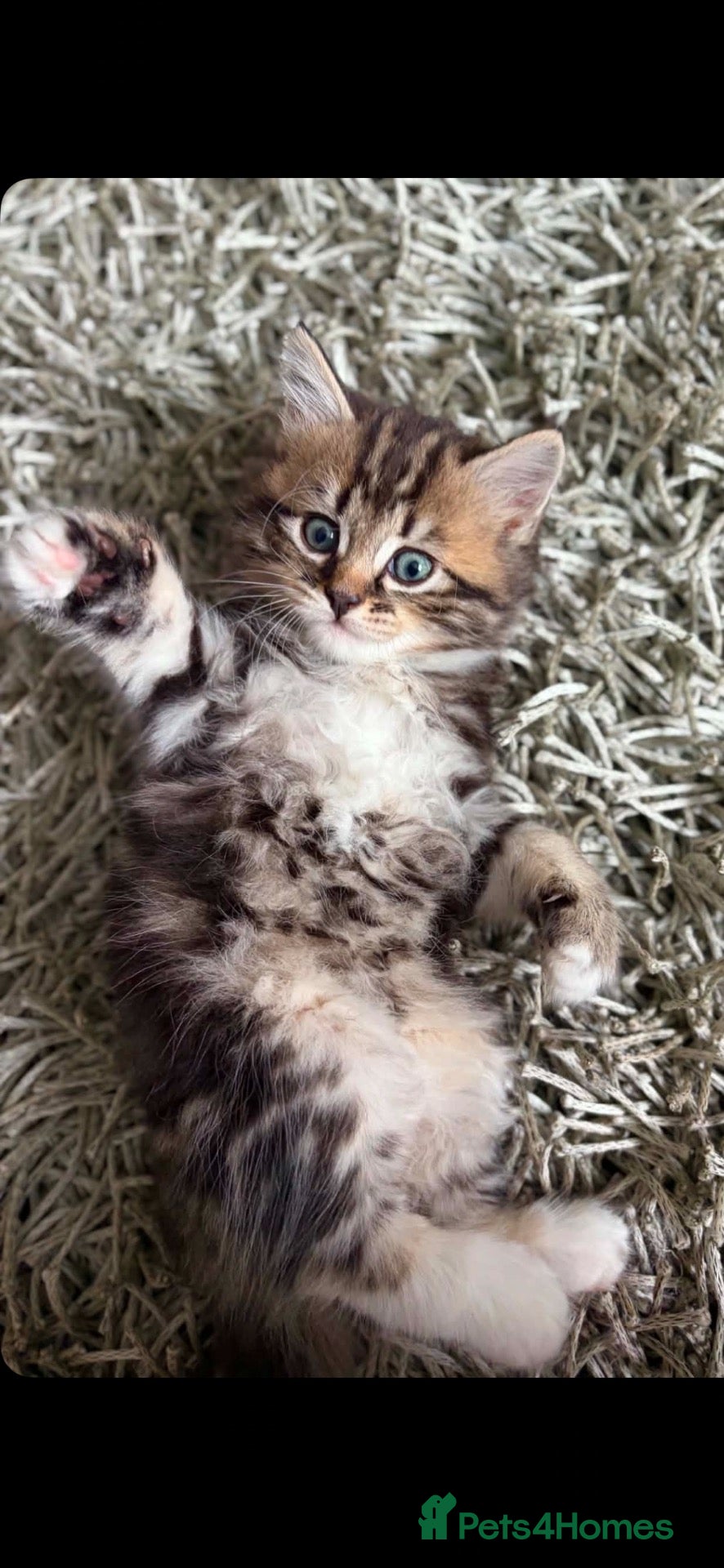 Mixed Breed cats Kittens for sale  - Advert 1