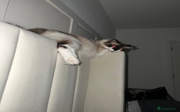 Ragdoll cats for sale: Gorgeous Female Ragdoll  - Advert 5