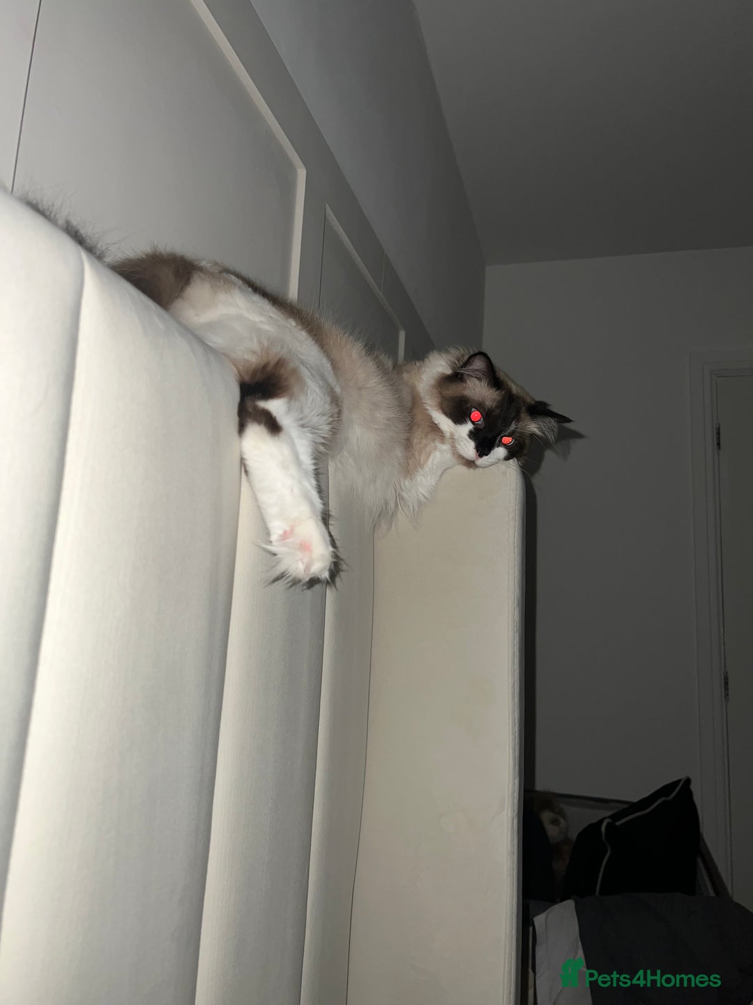 Ragdoll cats for sale: Gorgeous Female Ragdoll  - Advert 5