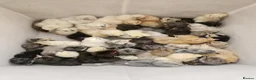 Chickens poultry for sale: Pure Breed Chickens friendly egg layer chickens - Advert 4