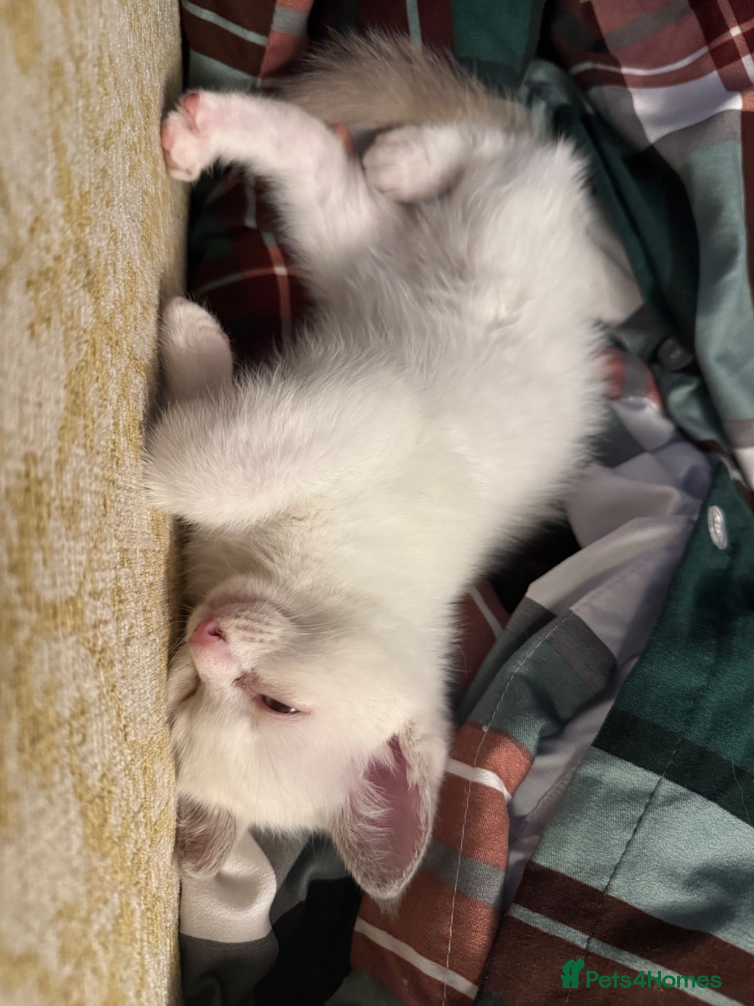 Ragdoll cats Beautiful Ragdoll Kittens - Advert 16
