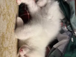 Ragdoll cats Beautiful Ragdoll Kittens - Advert 3