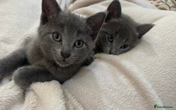 Mixed Breed cats for sale: 3 2 month old TORTIE x BRITISH SHORTHAIR KITTENS - Image 3
