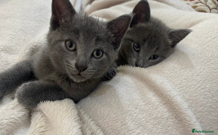 Mixed Breed cats - Advert 5