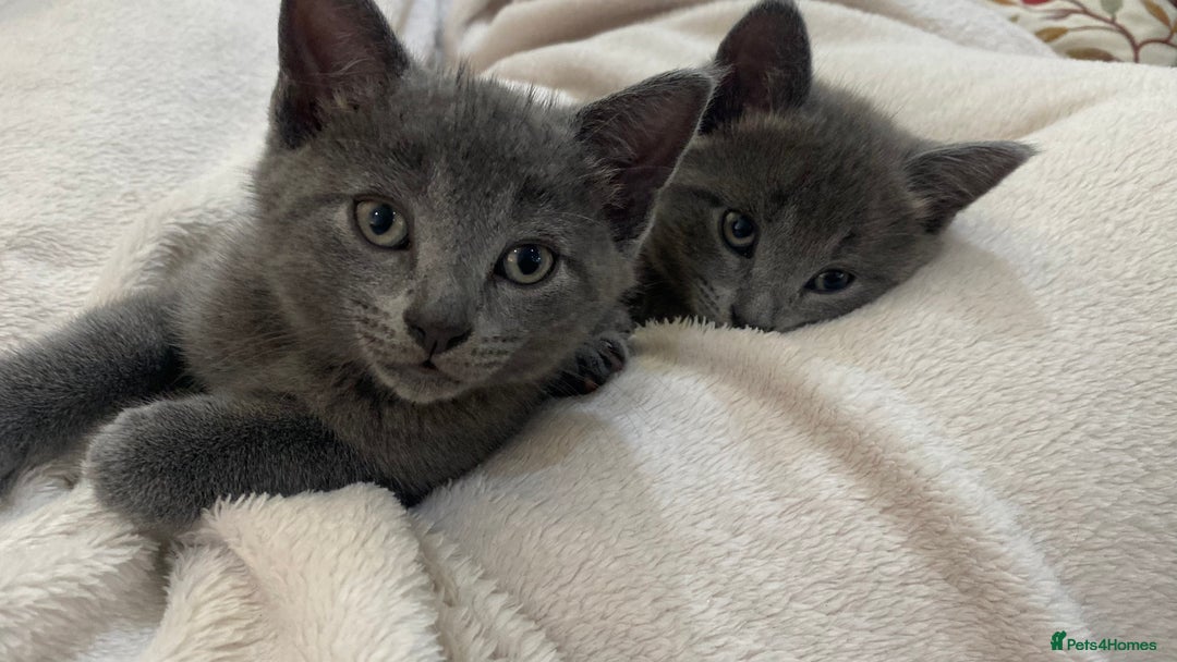 Mixed Breed cats for sale: 3 2 month old TORTIE x BRITISH SHORTHAIR KITTENS - Image 3