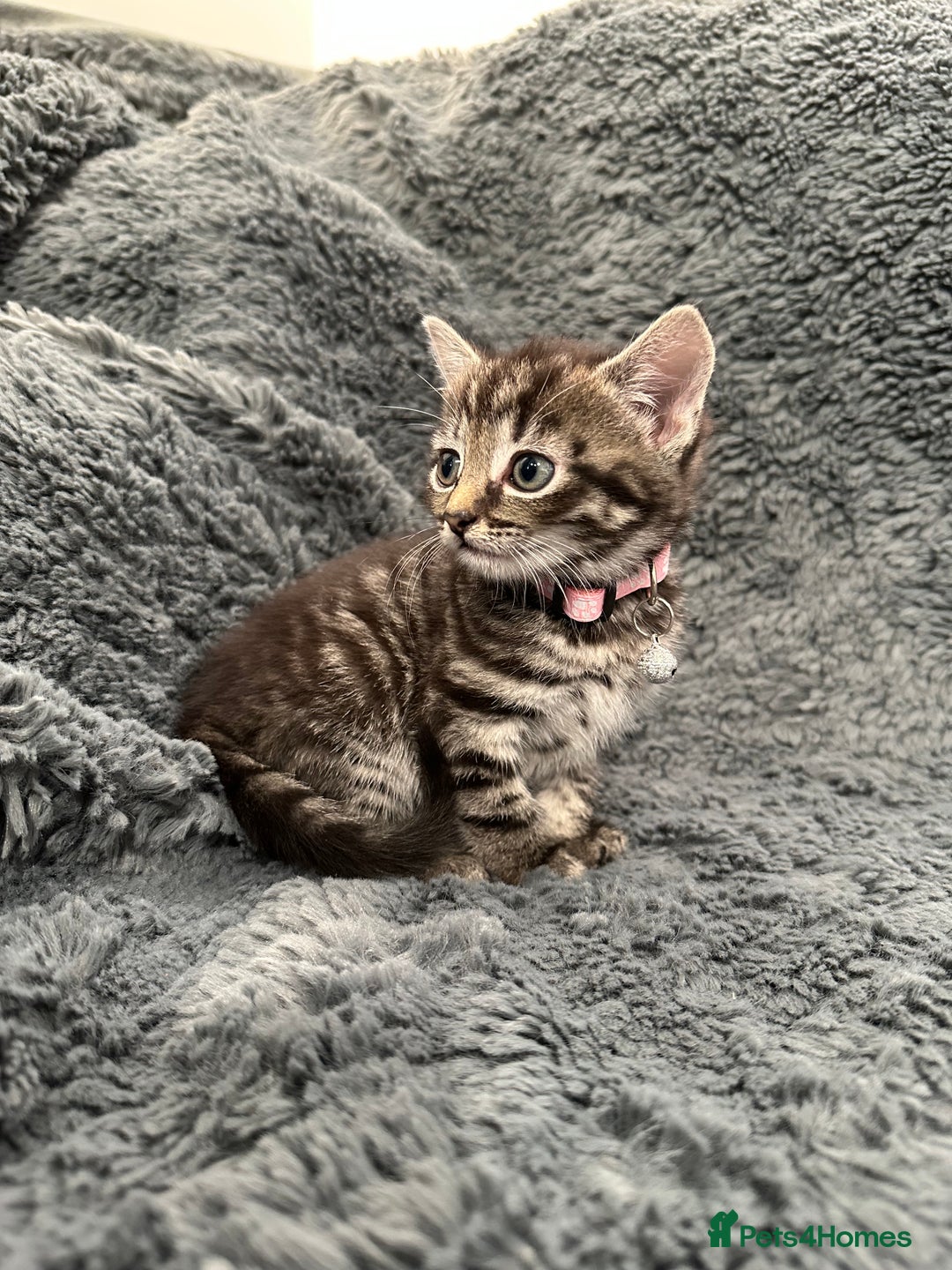Mixed Breed cats for sale: 7 friendly kittens looking for forever homes - Image 9