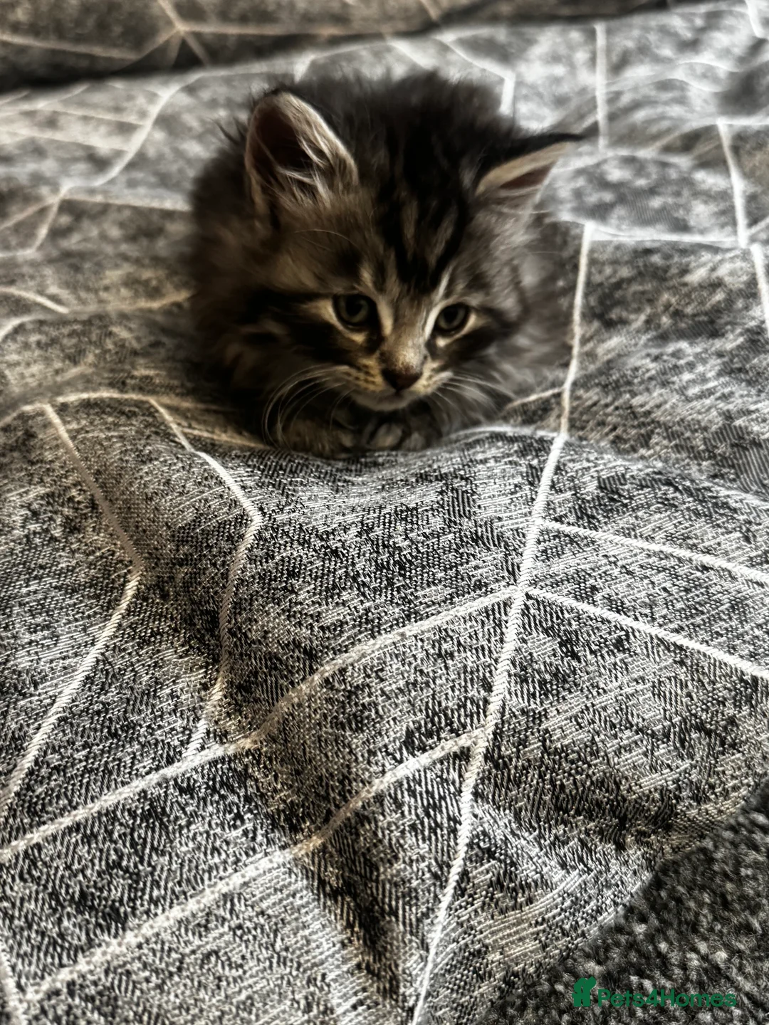 British Longhair cats for sale: Kittens - Advert 17