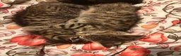 Mixed Breed cats for sale: 2 Tabby kittens for sale - Advert 7