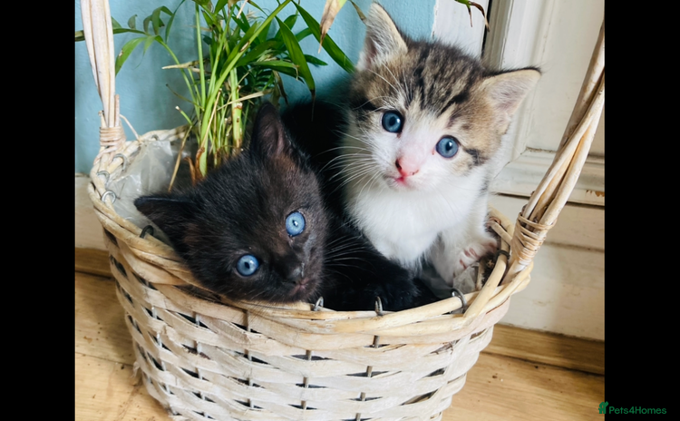 Mixed Breed cats - Advert 1