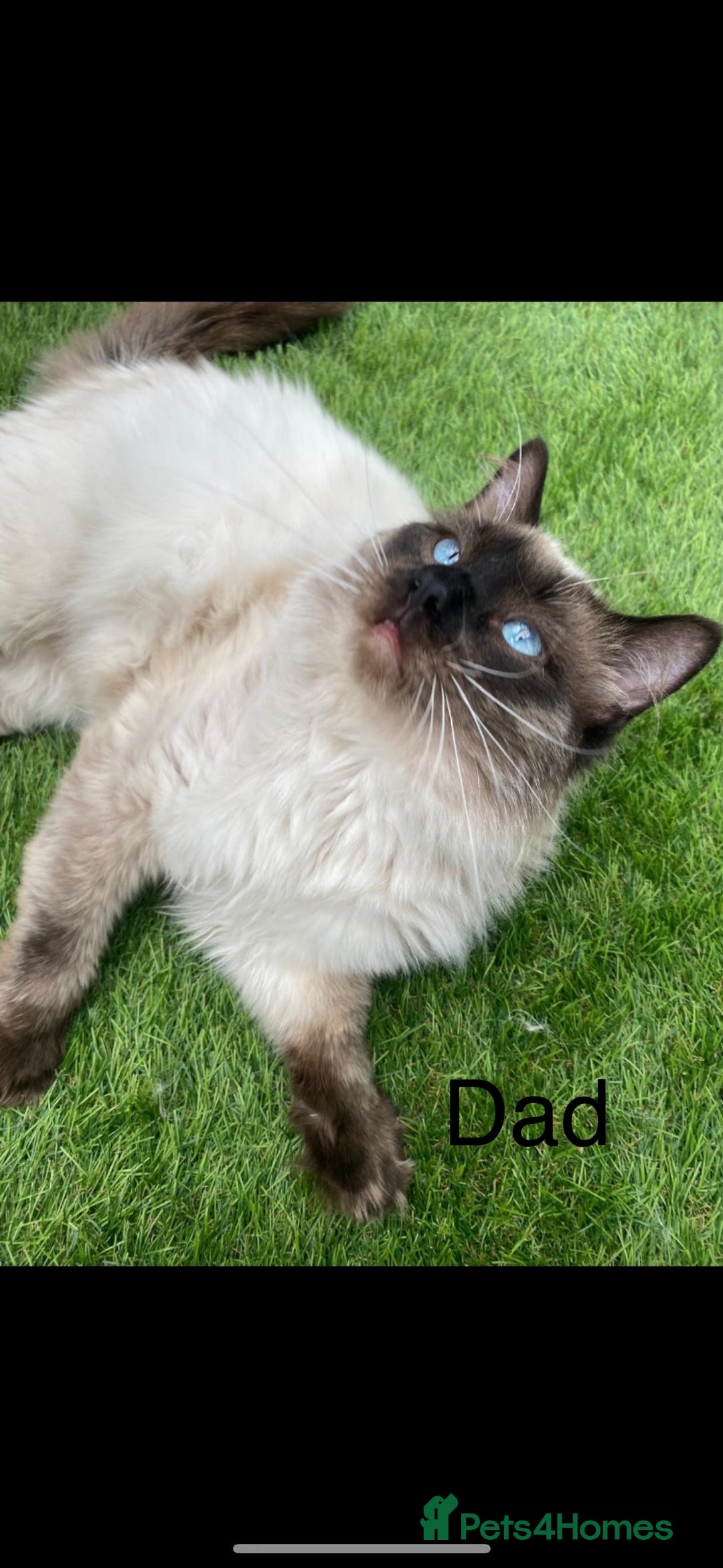 Ragdoll cats for sale: 4 adorable Ragdoll kittens  - Advert 14