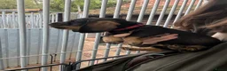 Dachshund dogs for sale: Wired Hair Dachshund Teckle Puppies - Advert 28