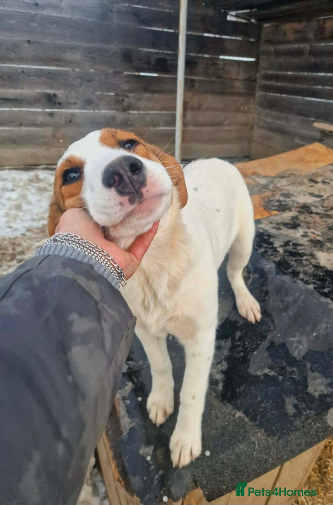 Mixed Breed dogs for adoption: MELODY ( FOSTER TO ADOPT)  - Advert 2