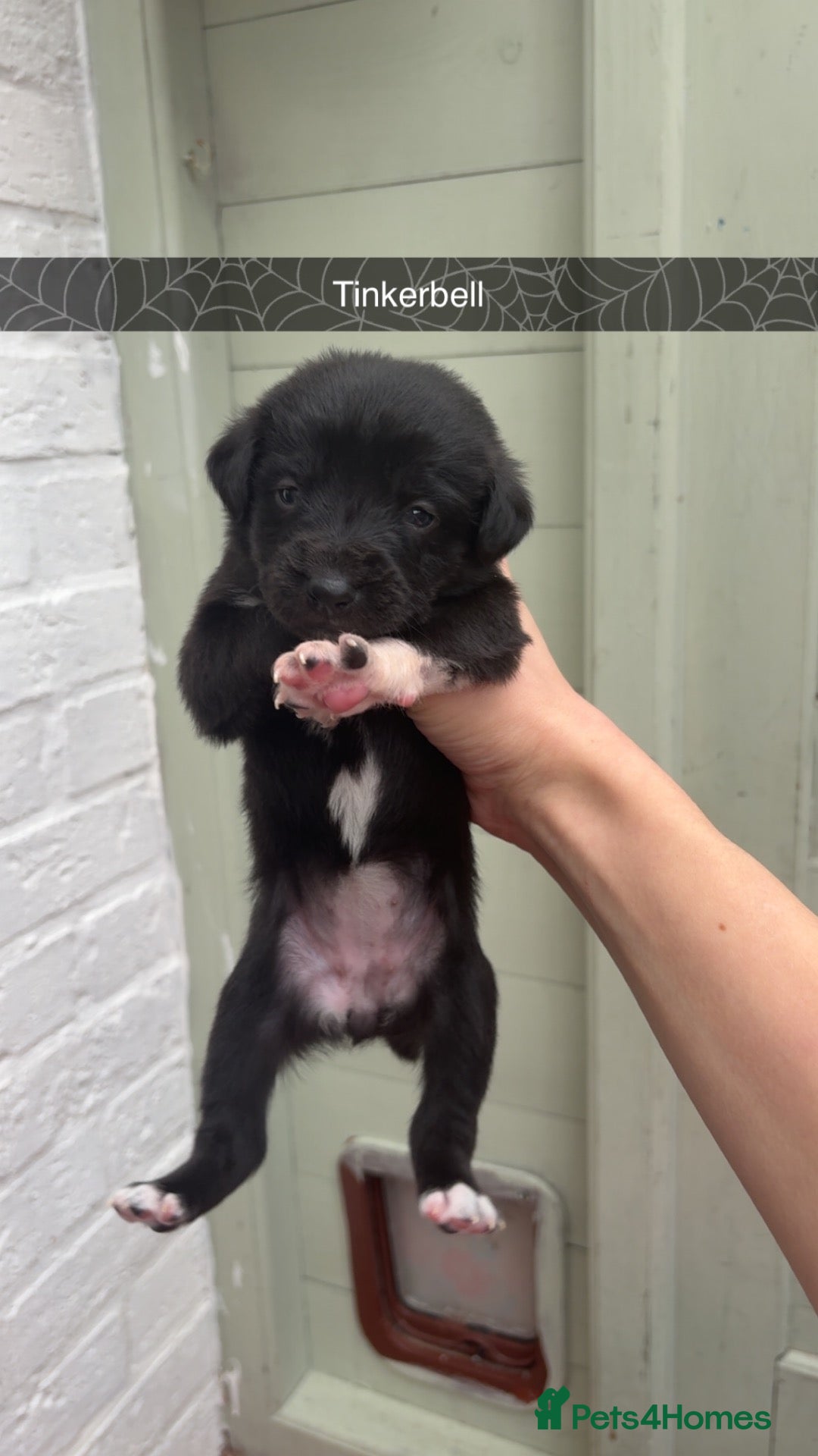 Mixed Breed dogs for sale: Cocker spaniel x Kelpie/Collie Puppies - Advert 21