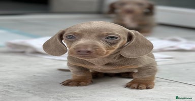 Dachshund dogs - Advert 3