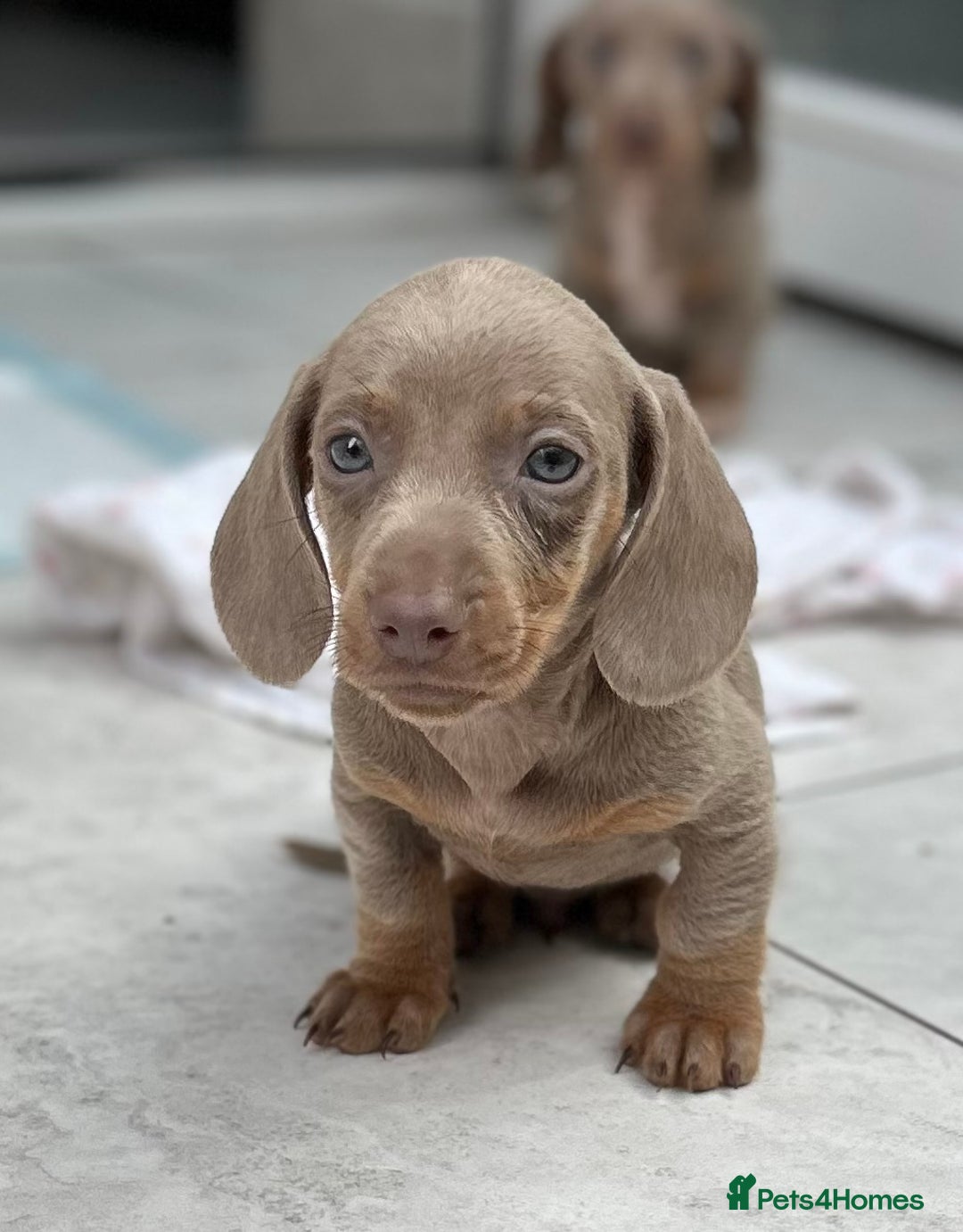 Dachshund dogs for sale: Dachshund mini puppies  - Image 6