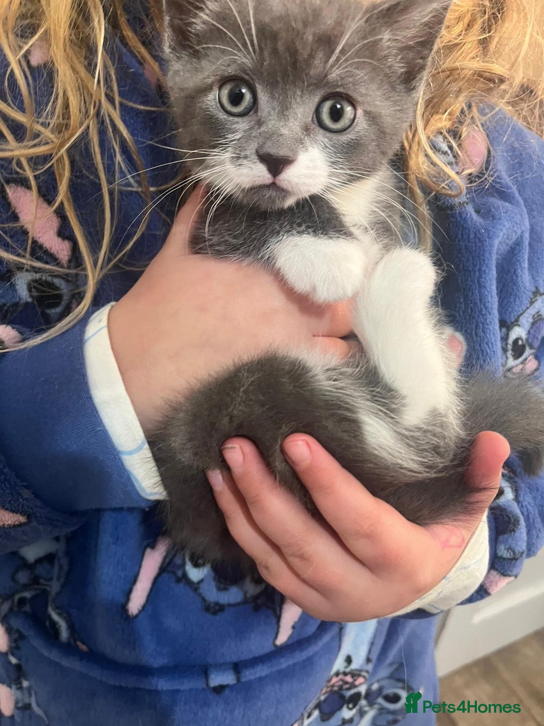 Mixed Breed cats for sale: Gorgeous litter of 5 kittens  - Advert 2