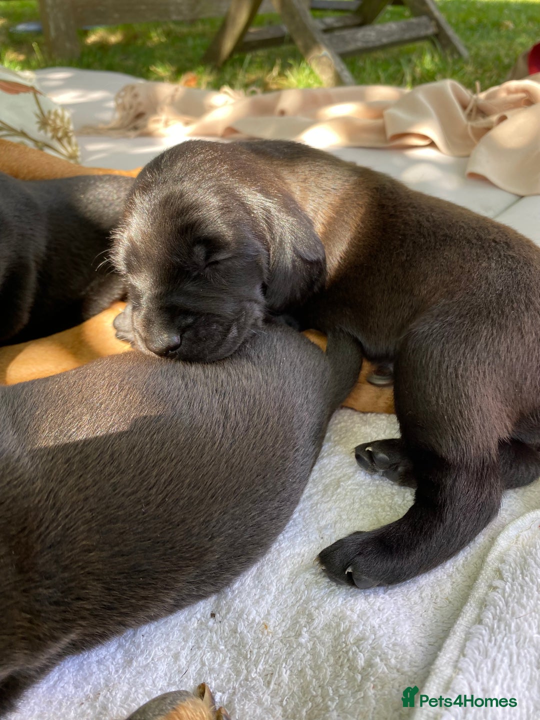 Mixed Breed dogs for sale: Italian Segugio/labrador Easter Love Affair - Image 14