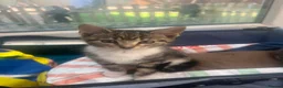 Mixed Breed cats for sale: Adorable kittens - Advert 6