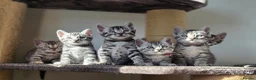 Bengal cats for sale: Gorgeous Health Tested Bengal Kittens  - Advert 5