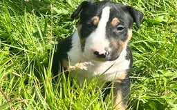 English Bull Terrier dogs for sale: KC stunning puppies  - Image 1