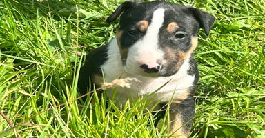 English Bull Terrier dogs - Advert 3