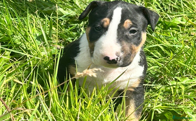 English Bull Terrier dogs - Advert 1