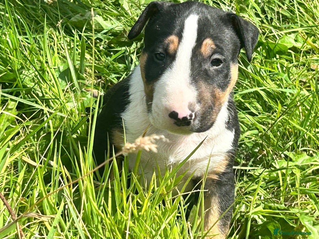 English Bull Terrier dogs for sale: KC stunning puppies  - Image 1