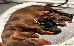 Miniature Dachshund dogs for sale: Miniature Smooth Dachshund puppies  - Image 8