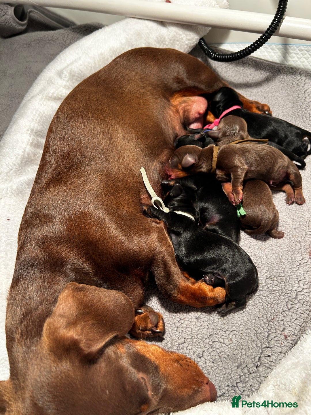 Miniature Dachshund dogs for sale: Miniature Smooth Dachshund puppies  - Image 8