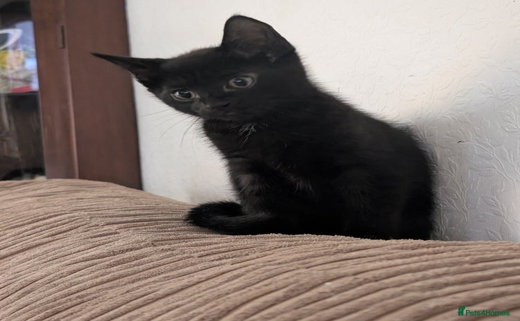 Mixed Breed cats - Advert 17