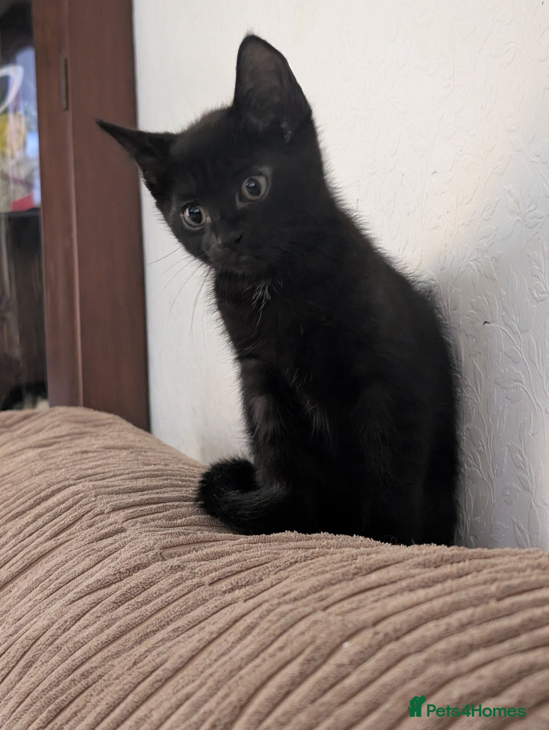 Mixed Breed cats for sale: Last kitten from this litter available now. - Image 1