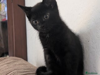 Mixed Breed cats - Advert 29