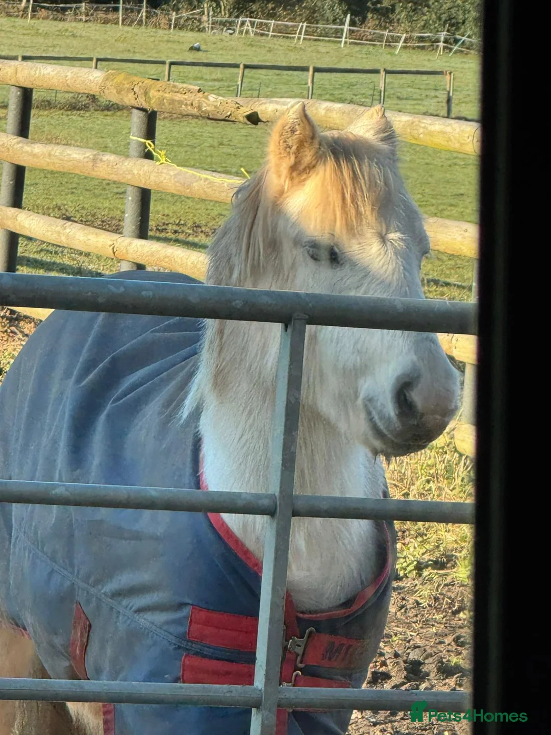 Welsh Section A horses for sale: Sweet 11.1 Mare 13 years young  - Advert 2