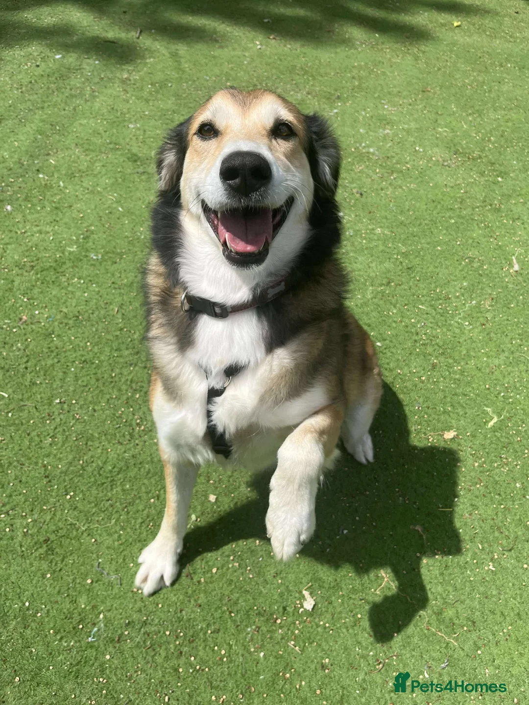 Mixed Breed dogs for adoption: Jewel is looking for her forever family! - Advert 2