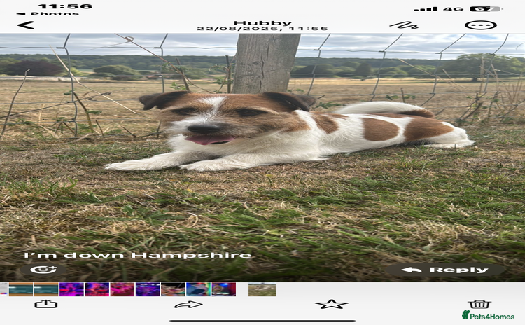 Jack Russell dogs - Advert 1