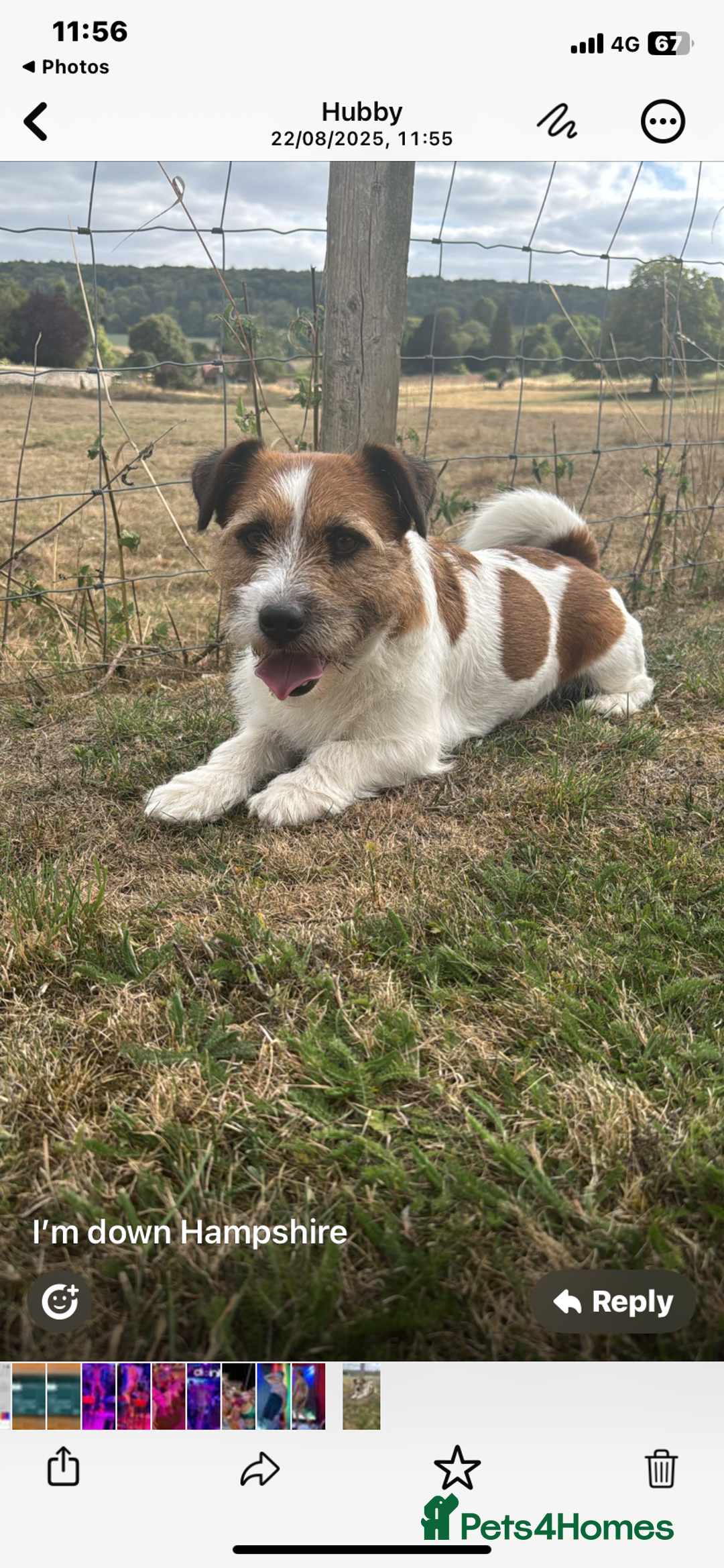 Jack Russell dogs for stud: Stud dog - Image 1