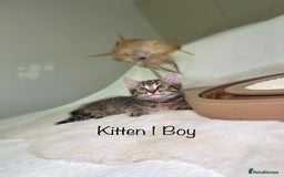 Mixed Breed cats for sale: Kittens 8 weeks old ready now  - Advert 2