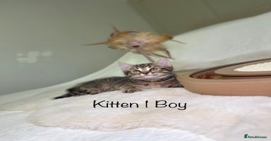 Mixed Breed cats Kittens 8 weeks old ready now  - Advert 1