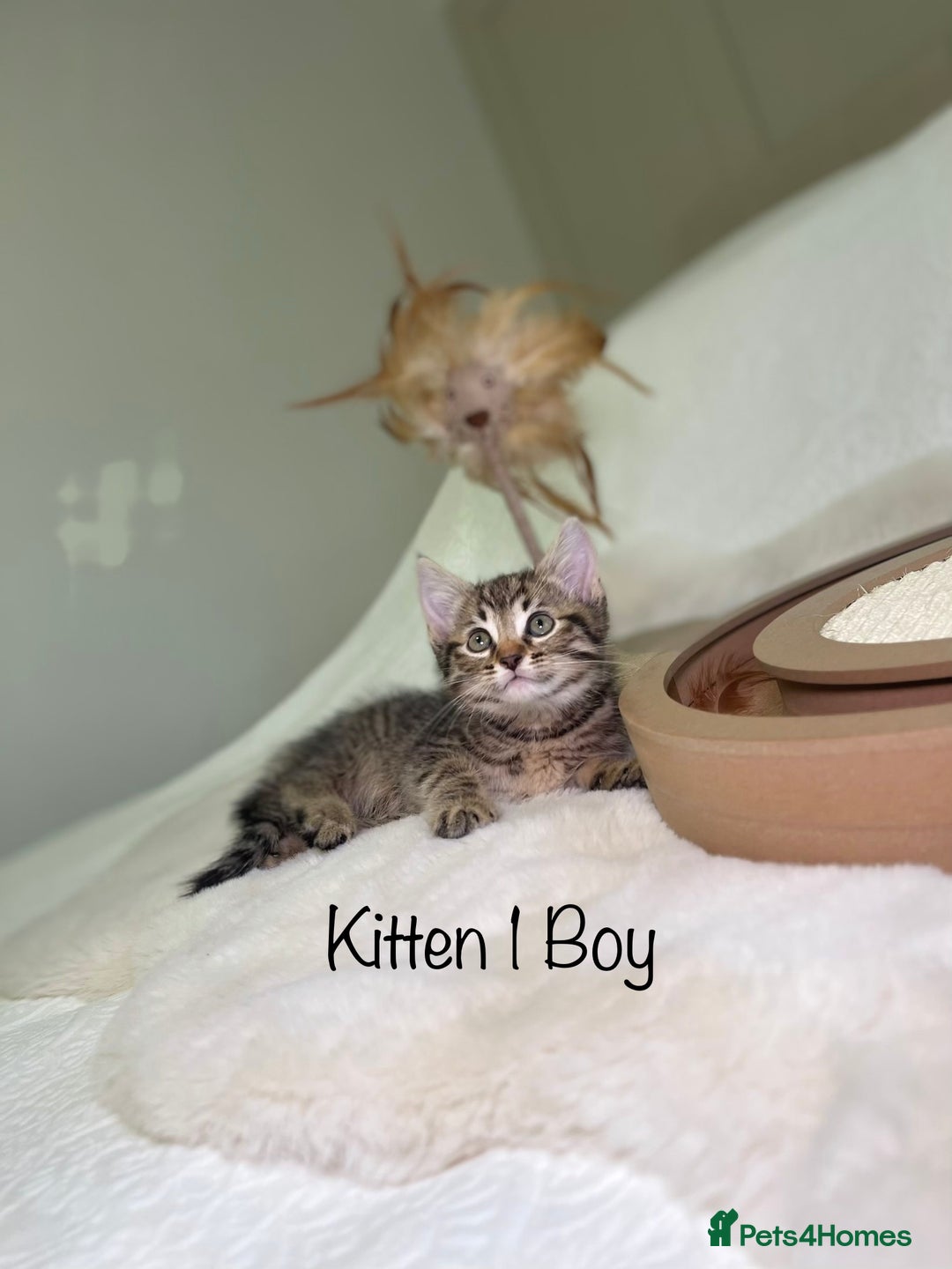 Mixed Breed cats for sale: Kittens 8 weeks old ready now  - Advert 2