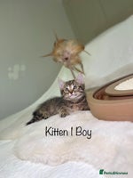 Mixed Breed cats Kittens 8 weeks old ready now - Advert 4